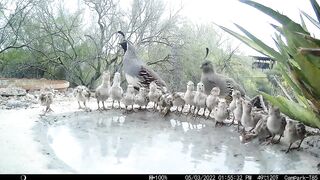 19 Quail Chicks Drinking on a  Day.