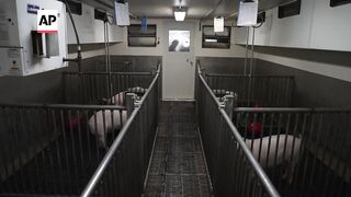 Meet some of the world’s cleanest pigs, raised to grow kidneys and hearts for humans.