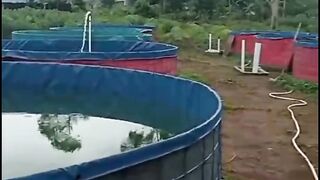Budidaya lele cara KONVENSIONAL itu seperti apa❓Tonton video ini pasti kalian FAHAM