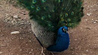 Beautiful Animal Compilation - Peacocks