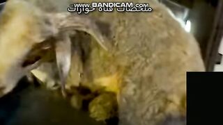 تجهيزات عقيقة بيبي تالين ???? اشترينا الخروف وعملناله شاور ???? (منتهي الانشكاح ????)