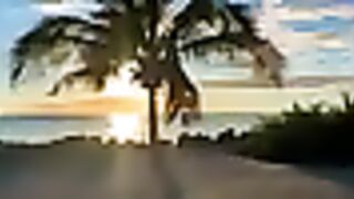 Coconut trees and sunsets batch