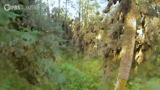 Watch a Breathtaking Monarch Butterfly Swarm.
