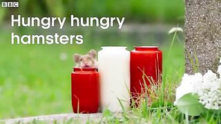 Wild Hamster Has A Graveyard Feast _ Seven Worlds, One Planet _ BBC Earth.
