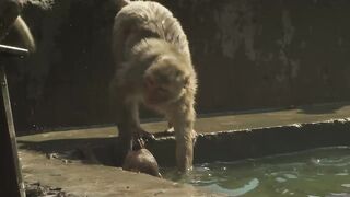 Baby monkey learns to swim and tries a high dive - Spy in the Wild - BBC.