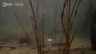 The Fish That Breathes Air.