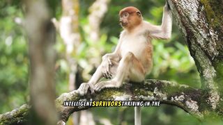 Monkeys - Intelligent survivors thriving in the wild.