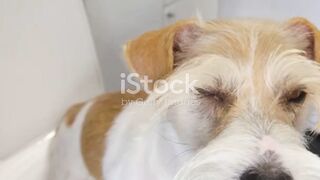 Training dogs for bathroom animals