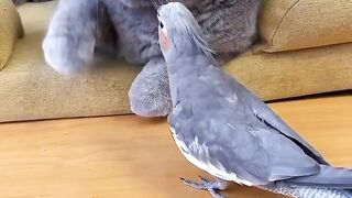 Cat behavior