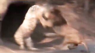 Lion fight Tiger