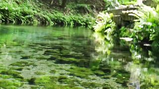 Under the beautiful forest,