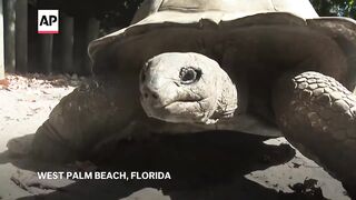 How animals at a Florida zoo are staying cool in summer heat.