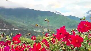 3079,status,status video,status song,status whatsap,beast song,good song,video,natural