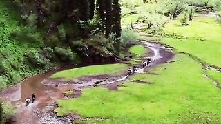 3111,status,status video,status song,status whatsap,beast song,good song,video,natural