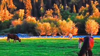 3115,status,status video,status song,status whatsap,beast song,good song,video,natural