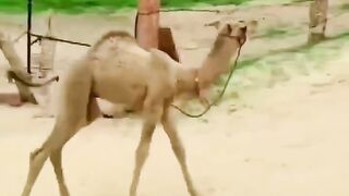 Insan aur janwar ka pyar