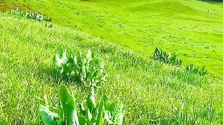 3125,status,status video,status song,status whatsap,beast song,good song,video,natural