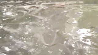 Plus & Minus Sistem RAS dalam budidaya ikan lele