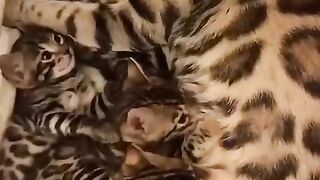 Favorite_Friends___Big_and_small_#8(480p).