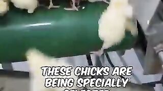 Cute hen baby