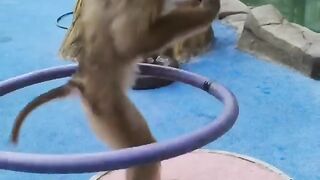 Monkey Dance Performance India