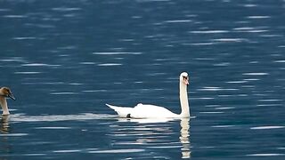 Animal Video #animal