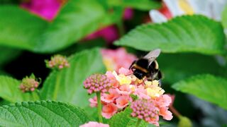 Bumblebee, Insect, Pollination