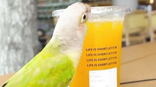 Smart bird