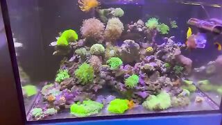 Aquarium life 3