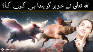 Why did Allah create pigs?