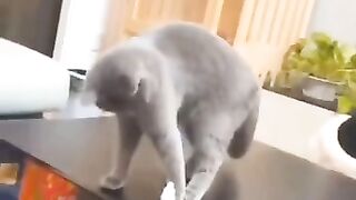 Best way to make your cat Learns Faster