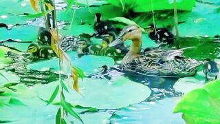 Mother duck and her children are playing in the lotus flower swamp.