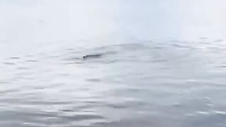 Fishing but being chased by river crocodiles
