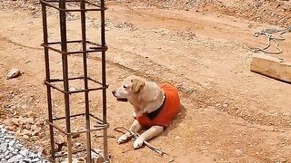 ,????????????#shorts_Max_and_Bakri_????___THE_HIMALAYAN_HUSKY_#shorts