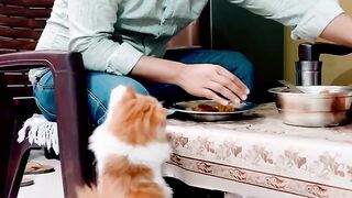 laalchi_billu????????_shorts_#catvideo_#shorts