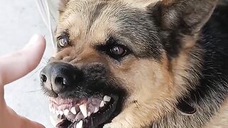 File name ????❌????__training_dog_#malinois_#becgie#germanshepherd_#chó_#pets_#dog