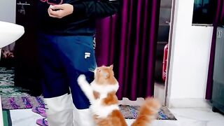 5_rupya_dedo_maalik????????_#shorts_#catvideo_#catcomedy_#cat