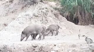 The pig