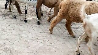 Nawaz animals beautiful