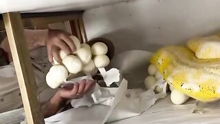 A typical day in the life of Jay Brewer collecting eggs from a reticulated python for incubation