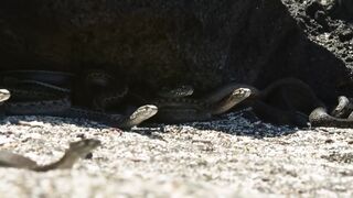Iguana chased by killer snakes - Planet Earth II- Islands - BBC.