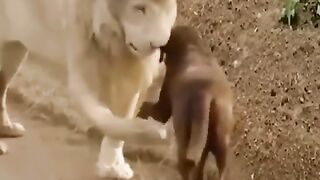 Respect(480p). 2