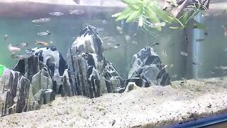 Fish tank 4