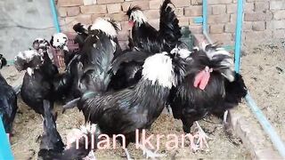 The birds 2