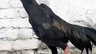 Graceful looking