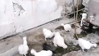Silky white chicken