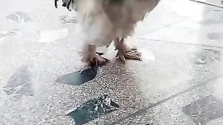 Brahma chicken ll brahma