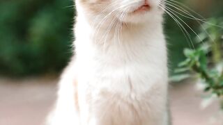 funny cat 120