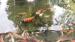 Ikan hias..