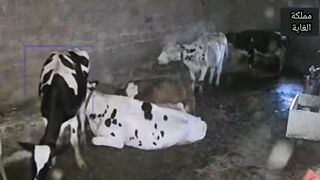 Cow viral video